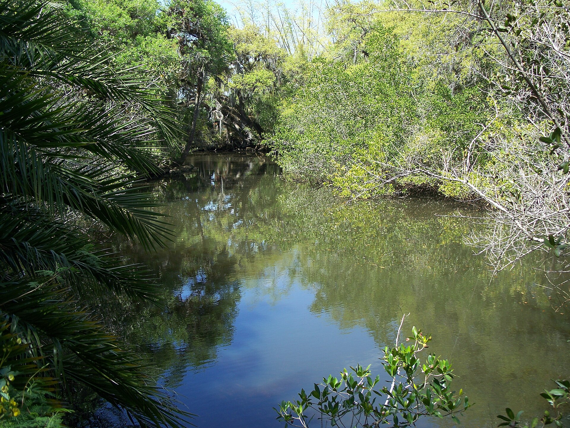 Subtropical landscape in Estero, Florida